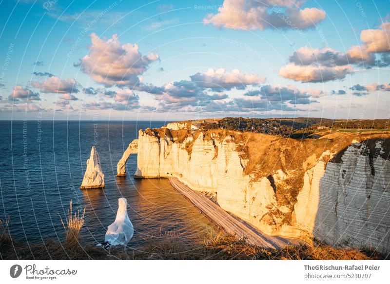 Küste mit Felsen und Meer im Sonnenuntergang mit Möve im Vordergrund Steinstrand Frankreich Normandie Étretat Stimmung Abendstimmung Wolken Klippen Landschaft
