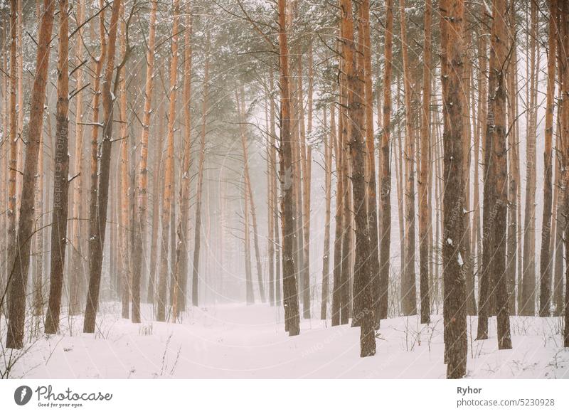 Snowy White Forest In Winter Frosty Day. Snowing In Winter Frost Wälder. Verschneites Wetter. Winter verschneiten Nadelwald. Schneesturm weiß Wald frostig