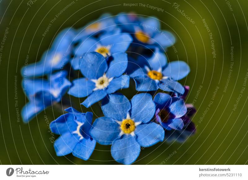 Vergissmeinnicht als Nahaufnahme Vergißmeinnicht Blume Blüte Pflanze blau Frühling Natur Blühend Farbfoto Außenaufnahme Schwache Tiefenschärfe Menschenleer