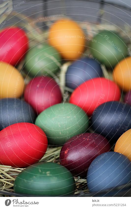 kunterbunt I viele bunt gefärbte Ostereier im Osternest Ei Tradition Osterhase Dekoration & Verzierung Farbe Feiertag Feste & Feiern Frühling festlich