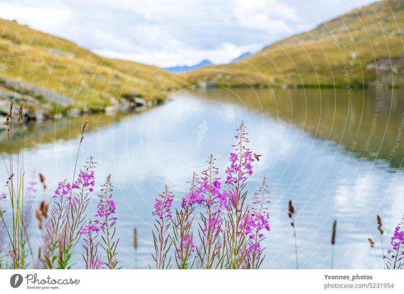 Insekt an Blume vor einem Bergsee Natur See Landschaft Alpen Wasser Berge u. Gebirge Ferien & Urlaub & Reisen Tourismus wandern Seeufer Ausflug Pflanzen Umwelt
