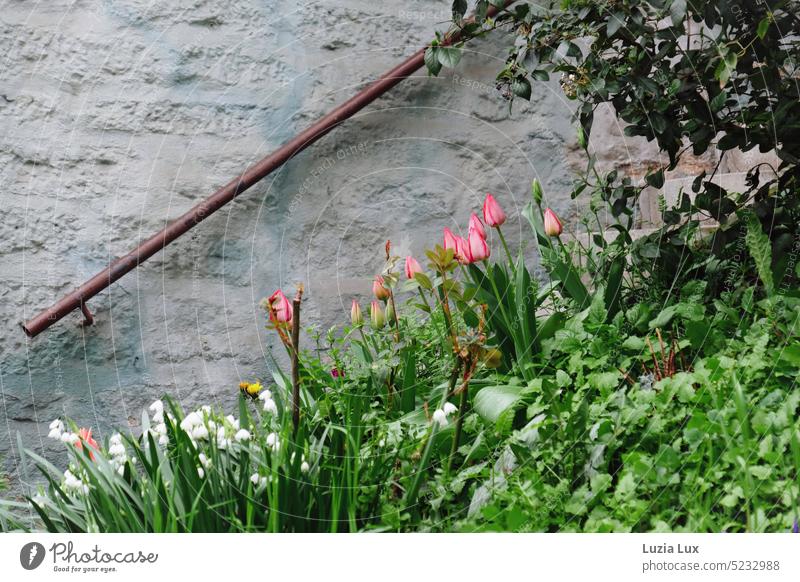Frühling im Vorgarten am Hang, unter Maiglöckchen und Tulpen hat sich Löwenzahn versteckt Garten alt altmodisch weiß weiss rosa Blume grün Blüte schön blühend