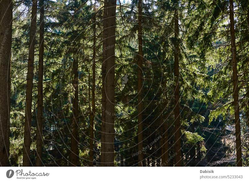 Schöne Waldlandschaft mit grünen Bäumen im Sommer Tag Natur Hintergrund Landschaft Umwelt Waldgebiet Holz im Freien malerisch reisen Baum Frühling Gras Licht