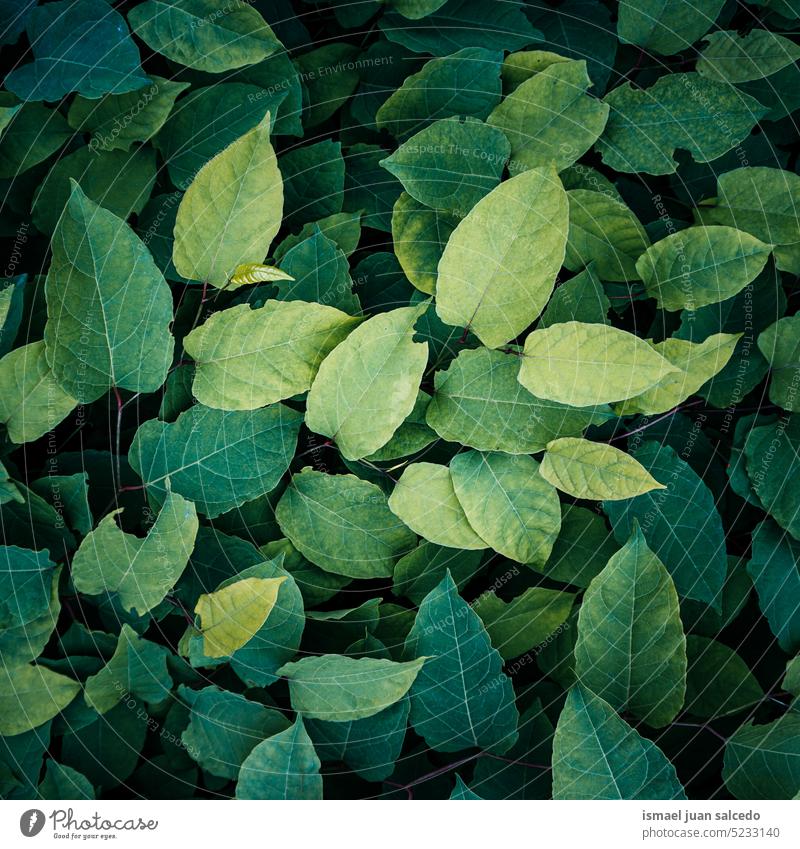 grüner japanischer Staudenknöterich Blätter im Frühling, grüner Hintergrund Pflanze Blatt grüne Blätter grüne Pflanze Pflanzenblätter