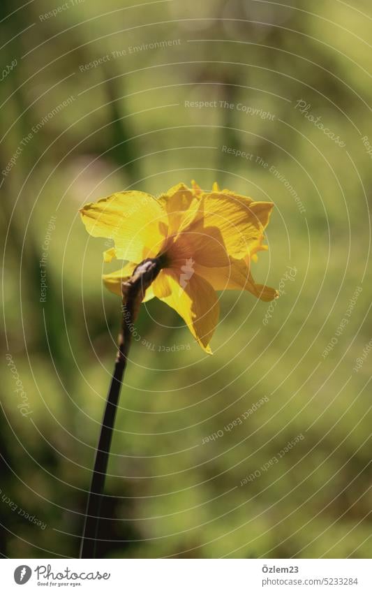 Gelbleuchtende Narzisse Narzissen Natur natürlich Pflanze Blume gelb Farbfoto Menschenleer Frühling Frühlingsgefühle Frühlingstag Außenaufnahme