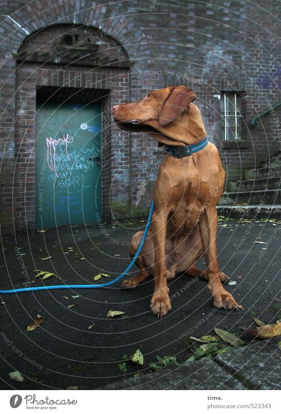 Ben wartet Mauer Wand Treppe Terrasse Tier Haustier Hund Hundeleine 1 Graffiti beobachten sitzen Neugier trashig Stadt braun Gelassenheit geduldig ruhig