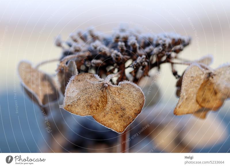 vergänglich - Nahaufnahme der vertrockneten Blüte einer Tellerhortensie mit Raureif Pflanze Hortensie Vergänglichkeit verblüht Winter Kälte Frost Eiskristalle