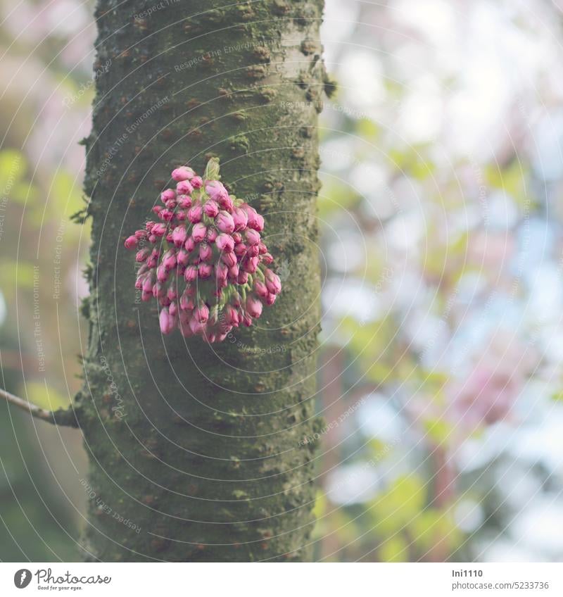rosa Blüten direkt aus dem Stamm einer japanischen Zierkirsche Frühling Baum Ziergehölz Japanische Zierkirsche Prunus Blütenbüschel Baumstamm Rinde