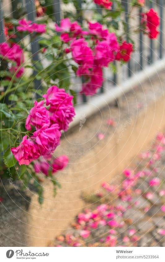Es ist angerichtet: Kitsch von Rosen an Zaun welken romantisch Romantik Sommer Spätsommer Blüte blühen fallen Straße Sonnenlicht warm Abend rosa pink schön