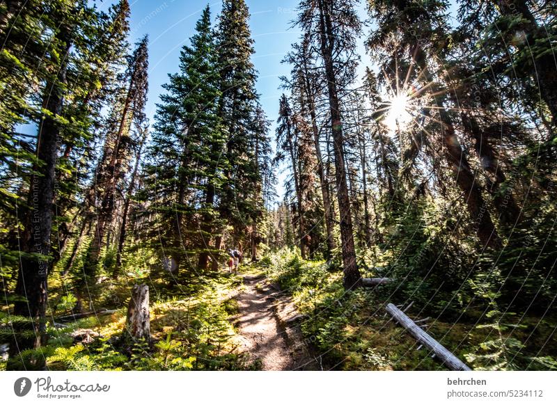 immer wieder kanada Bäume Jasper National Park Rocky Mountains Fernweh Wald Ferne Natur Kanada Landschaft Nordamerika