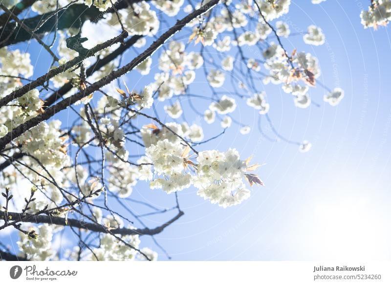weiße Kirschblüten im Sonnenschein Blütenknospen Park Makro Blühend Baum Ast im Freien Japan Japanisch Gartenarbeit Sonnenlicht geblümt hell Blütezeit