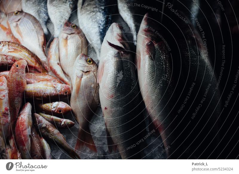 Verschiedene, tote Fische in einer Auslage Fischerei Tod rothaarig Schuppen Fischfang Ernährung Lebensmittel Fischereiwirtschaft Totes Tier Bioprodukte