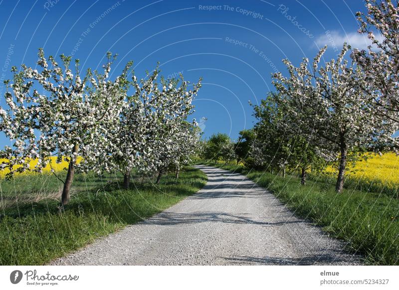 Feldweg zwischen gelb blühenden Rapsfeldern, grünen Feldrainen und weiß blühenden Obstbäumen vor blauem Himmel / Frühling Rapsblüte Baumblüte Wiese Blog