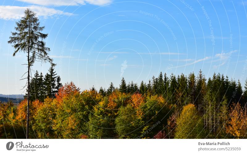 einzelne,hohe Fichte vor herbstlich bunten Mischwald und klarem, blauem Himmel im Naturpark Altmuehltal, bayerische Landschaft im Herbst blauer blatt fichte