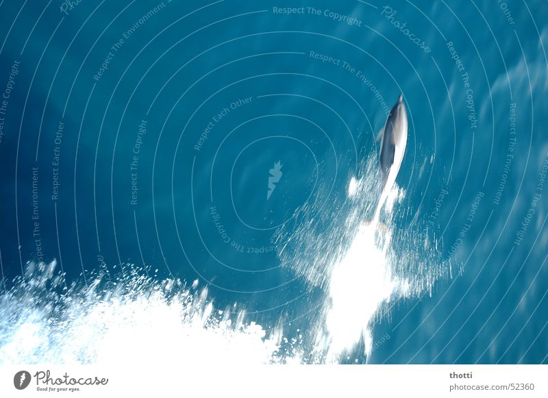 Flipper 1 Delphine Großer Tümmler Meer Gischt springen Wasser dolphin water ocean Bewegung motion