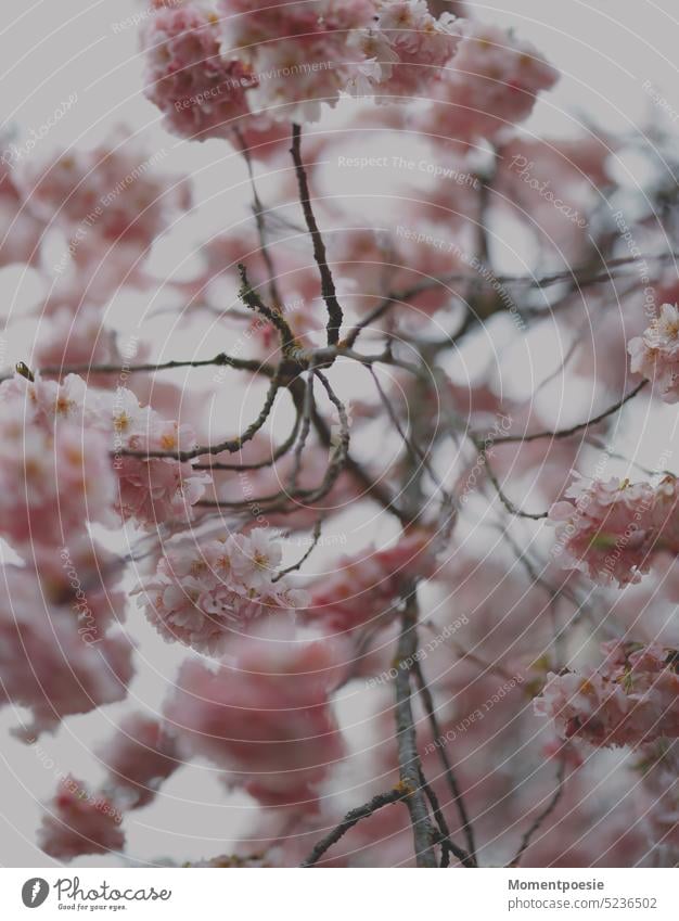 Kirschblüten Kirschbaum Blüten rosa pastellrosa wunderschön zart Duft duftend Parfum Frühlingsgefühle Frühlingserwachen Hintergrund Screensaver Baum Äste Zweige