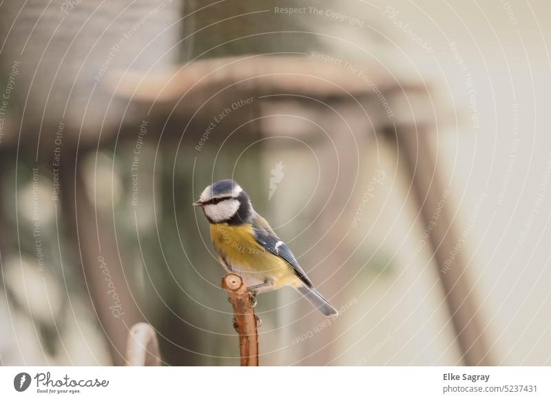 Blaumeise abwartend vor unscharfem Hintergrund Vogel Natur Außenaufnahme Tier Meisen blau Farbfoto Tierporträt Menschenleer Wildtier klein Schnabel Feder Garten