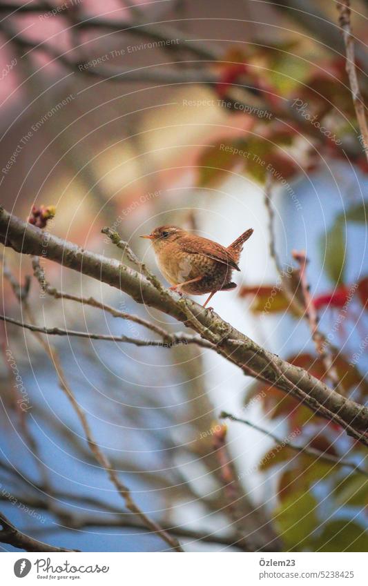 Der Zaunkönig auf einem Ast Natur Naturschutz Naturschönheit Tier Tierporträt Tierliebe tierwelt Vogel Menschenleer Tierwelt" Umwelt Umweltschutz Farbfoto