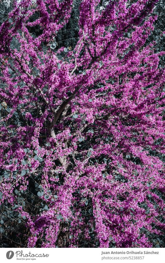 Natur Hintergrund. Zweige eines Baumes mit grünen Blättern und Tausende von hübschen lila Blumen schön Schönheit in der Natur Ast Umwelt Garten Gartenarbeit
