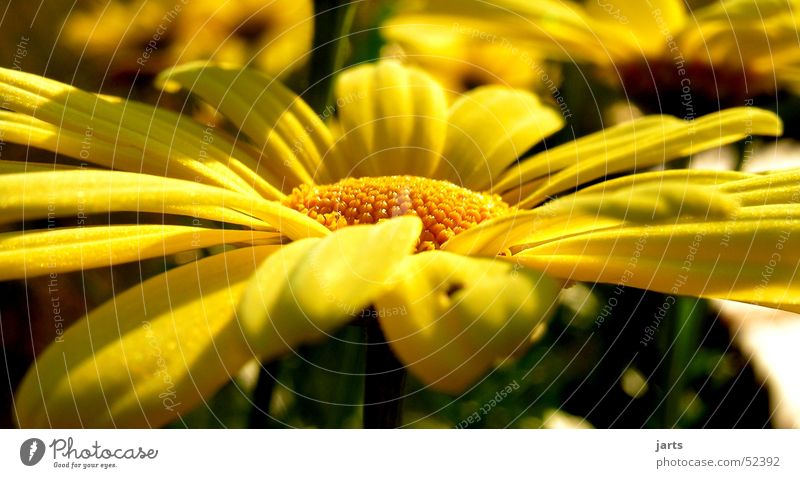 Gelb Margerite Blume gelb Sommer Natur Garten jarts
