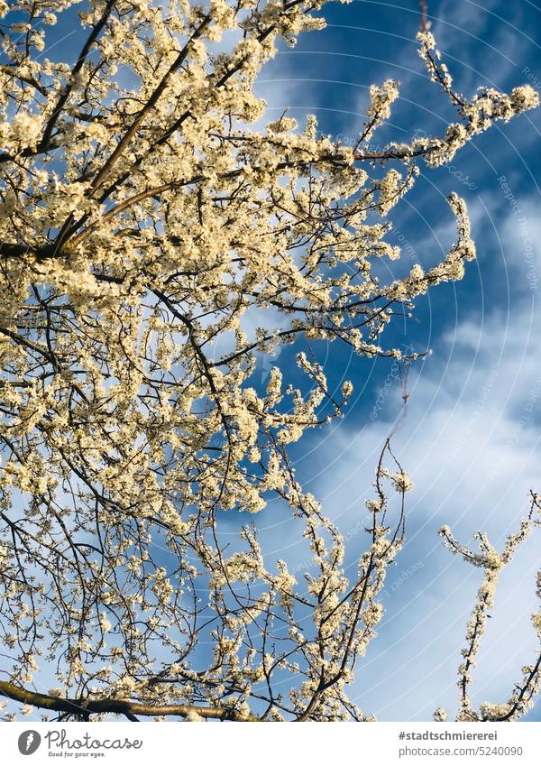 Blühtenbaum im Frühling Blütenpflanze Baum Frühlingstag Natur Blühend Frühlingsgefühle Außenaufnahme schön Farbfoto Blauer Himmel Umwelt stimmungsvoll