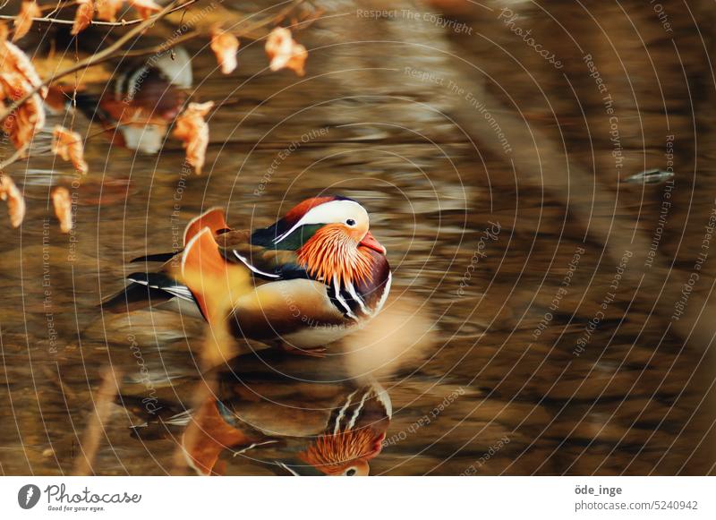 der schöne Manni Mandarinente Vogel Erpel Ente Tier Natur Feder Wasser See Wildtier Außenaufnahme Teich Spiegelung im Wasser bunt Reflexion & Spiegelung