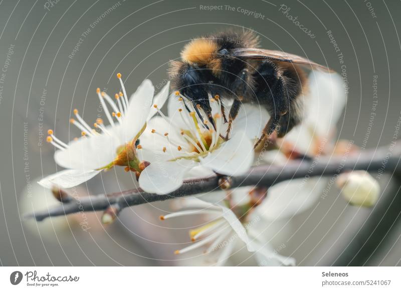 Bumble Bee Hummel Insekt Blüte Frühling Blume Natur Tier Pflanze Nahaufnahme Makroaufnahme Garten Farbfoto Außenaufnahme Sommer Schwache Tiefenschärfe Wildtier