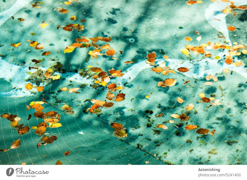 Blätter auf der Wasseroberfläche Laub Oberflächenspannung Pool Sommer Erfrischung blau Licht Schatten Außenaufnahme Reflexion & Spiegelung Farbfoto nass Natur