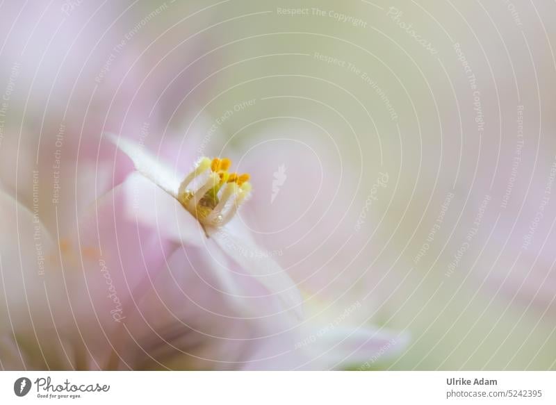 Ein zartes Blümchen | Wachsblume ( Chamelaucium uncinatum ) floral Unschärfe Blühend Schwache Tiefenschärfe Makroaufnahme natürlich Detailaufnahme Sommer