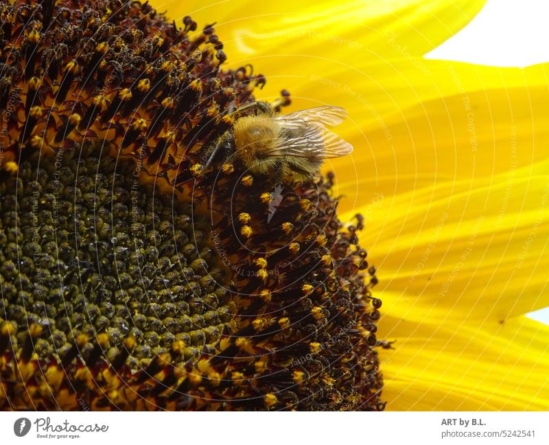 Auf Nahrungssuche Sonnenblume ausschnitt insekt hummel Blütenblätter samen innen detailaufnahme sonnenblumenkerne gelb nahrung
