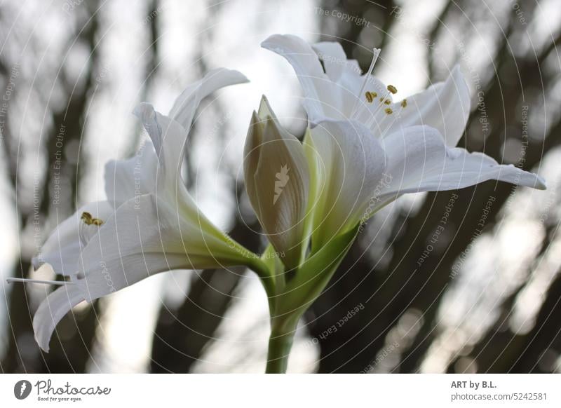 Bald zu dritt duo duett zwei lilien blumen blüten weiß drei blütenzweig reinheit natur garten sommer jahreszeit deko knospe