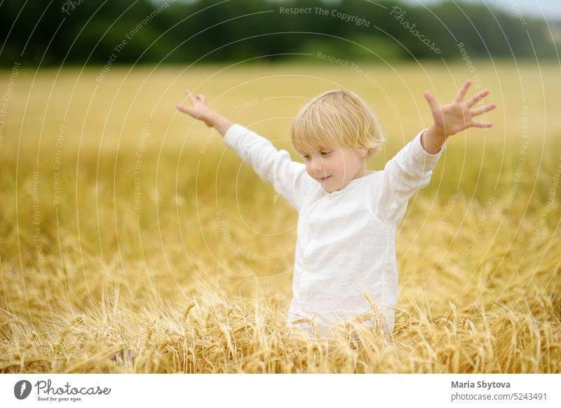 Porträt von niedlichen Vorschüler Junge auf Gold Weizen Herbst Feld. Kind trägt weißes Hemd Spaziergang im Getreidefeld. Baby blond Freiheit Spaß gold Brot