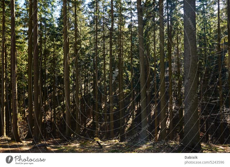 Schöne Waldlandschaft mit grünen Bäumen im Sommer Tag Natur Hintergrund Landschaft Umwelt Waldgebiet Holz im Freien malerisch reisen Baum Frühling Gras Licht