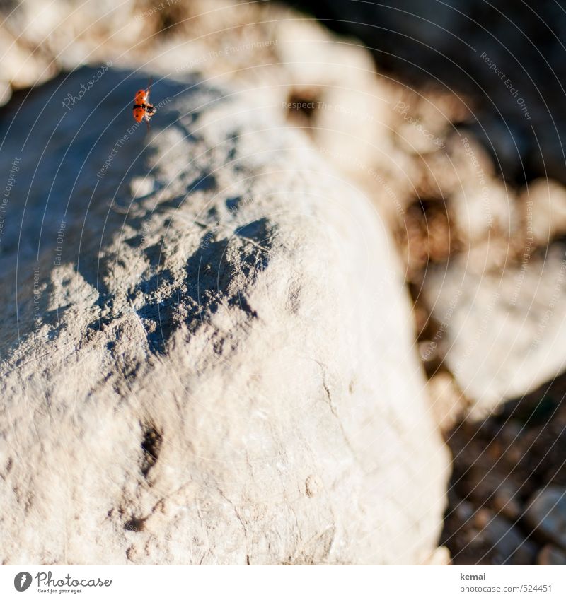 Zwei-Gipfel-Tour | Wegflieger Umwelt Natur Sonnenlicht Schönes Wetter Felsen Stein Steinbrocken Tier Wildtier Flügel Marienkäfer Insekt 1 Punkt fliegen rot