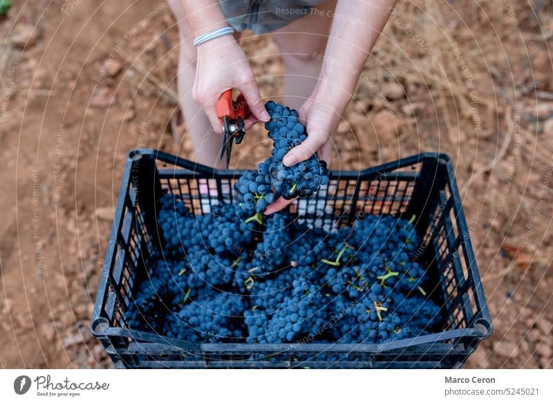Hände, die eine Traube in ihre Kiste legen - die Weinberge während der Weinlese Bodegas Erfahrung Granada Trauben lokal Spanien uvas vendimia viñedos Weingut