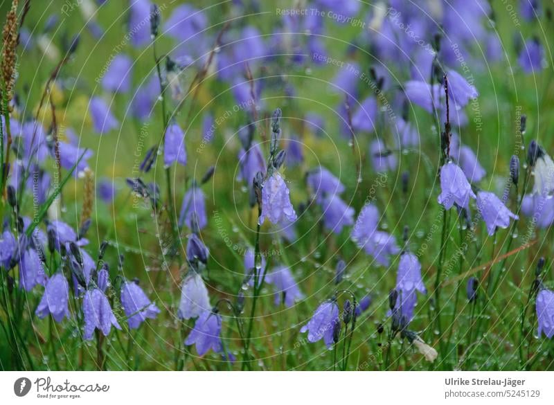 zarte Glockenblumen mit Wassertropfen nass Blüten blühend lila Wiese mit Blumen feucht Tropfen violett natürlich Pflanze wildwachsend regnerisch tropfend