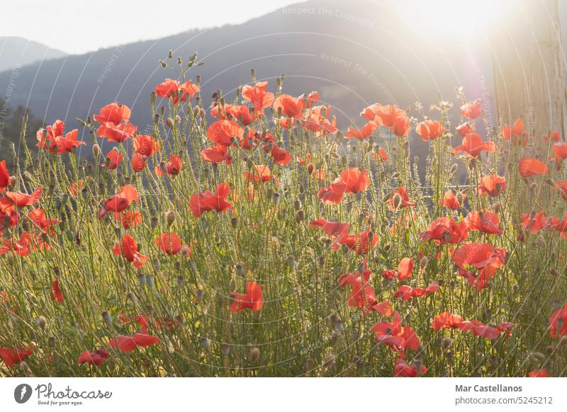 Mohnblumen auf einem Feld bei Sonnenuntergang in den Bergen an einem nebligen, sonnigen Tag. Wiese Wildblumen Blumen Frühling rot Natur Flora Überstrahlung