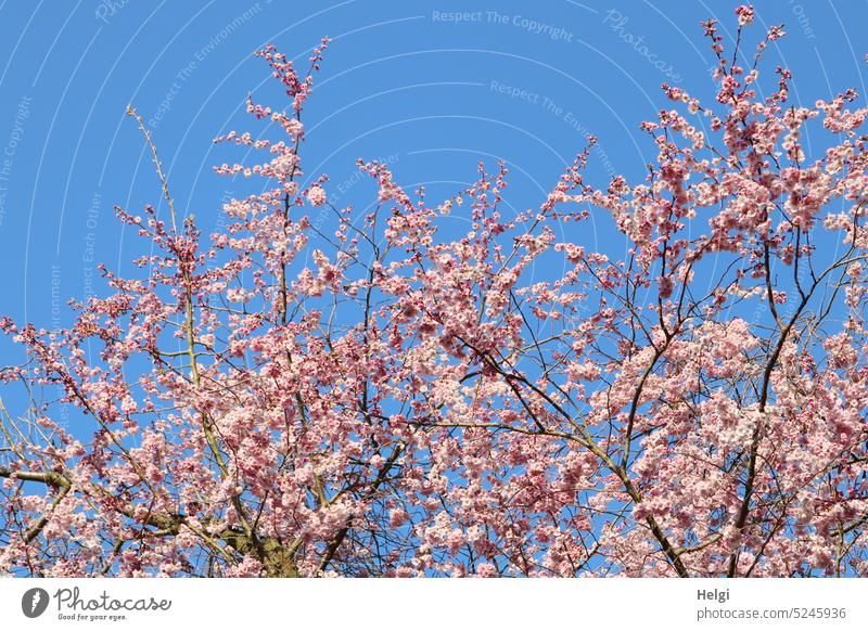 Frühling - blühende Zierkirsche vor blauem Himmel Kirschblüte Blüte Baum Zweige Natur Blühend Pflanze Menschenleer Farbfoto Außenaufnahme Sonnenlicht