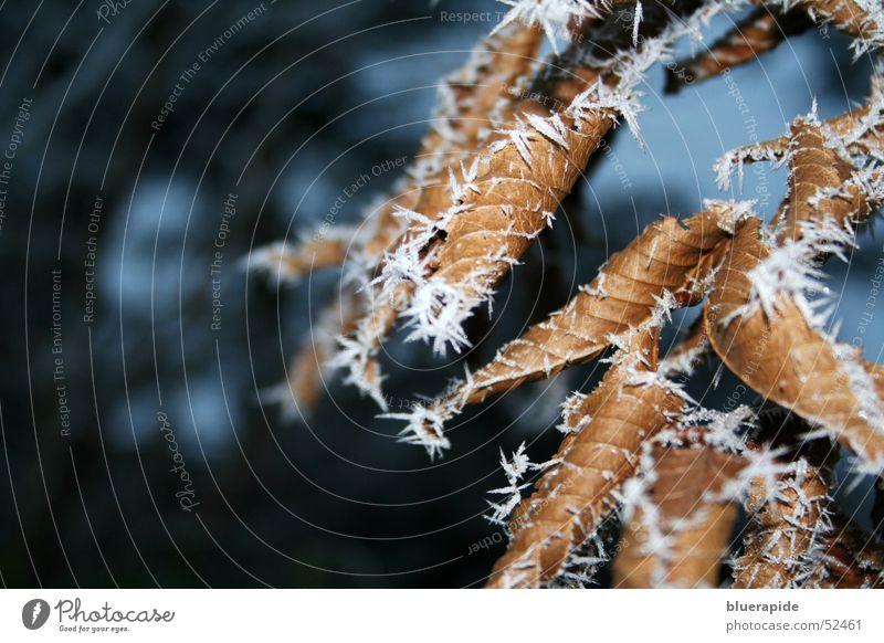 Eisige Kälte Blatt Nebel braun kalt Baum stachelig weiß dünn vertrocknet Frost Raureif Schnee Pflanze spitzig welk