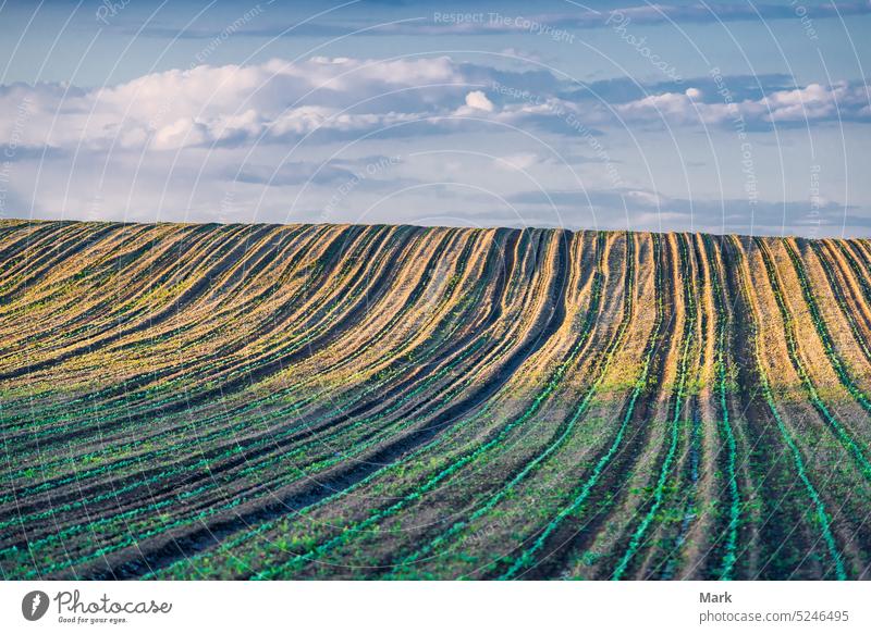 Junge Maispflanzen wachsen auf dem Acker im Frühling, Ungarn. Gemüsereihen, Landschaft mit landwirtschaftlichem Feld. Ackerbau Bauernhof Wachstum Natur Reihe