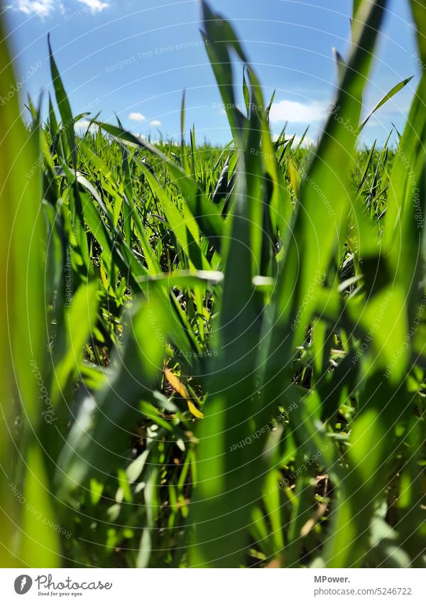mit den Augen einer Ameise grün Feld Gras Blauer Himmel Pflanze Sommer Landschaft Schönes Wetter Menschenleer Natur Wiese Umwelt blau Tag Farbfoto