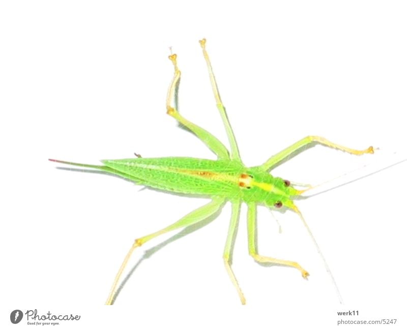 die anderen Insekt Heuschrecke grün Tier Schädlinge Makroaufnahme