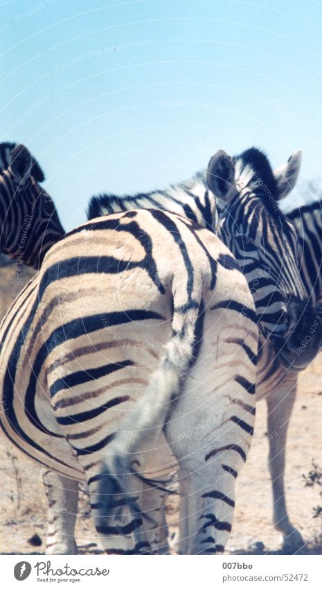 Knackarsch Afrika Namibia Zebra Tier Safari