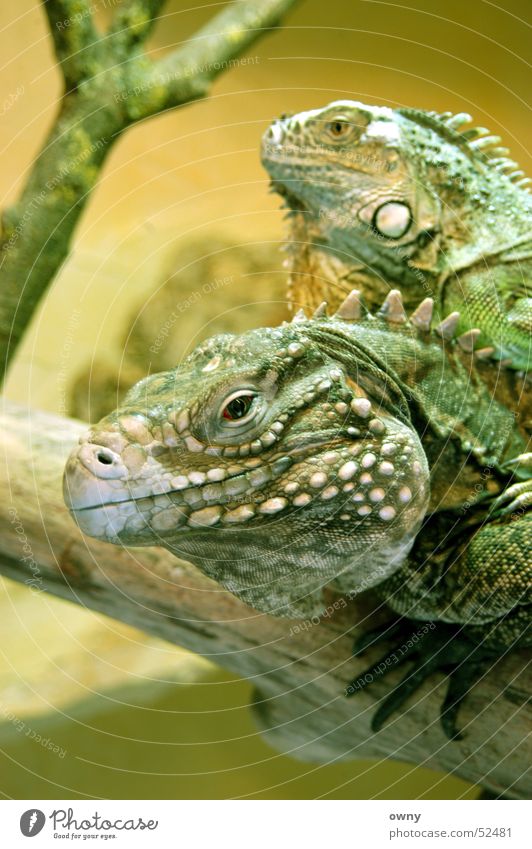 Drachen Echsen Tier Tierpaar Leguane Reptil Terrarium grün Auge Blick paarweise
