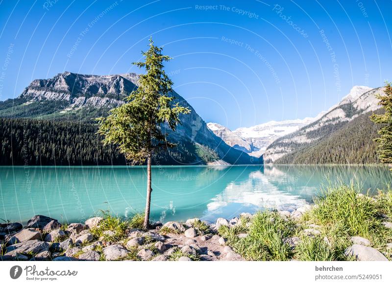 immer wieder kanada Natur Kanada See Alberta Lake Louise Rocky Mountains Nordamerika Bergsee Banff National Park Gletscher