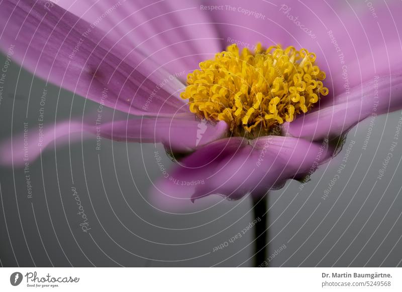 Cosmos bipinnatus, Cosmea, Mexikoaster, Blütenstand Cosmea bipinnata Kosmee Schmuckkorbchen einjährig Sommerblume Korbblütler Asteraceae