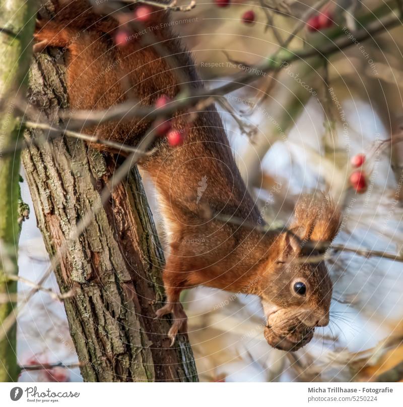 Kletterndes Eichhörnchen mit einer Nuss im Maul Sciurus vulgaris Tiergesicht Kopf Auge Nase Ohr Pfote Krallen Schwanz Nahrung fressen knabbern genießen