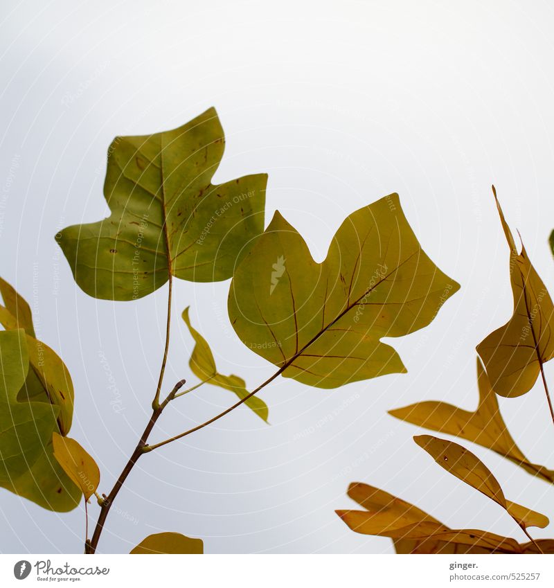 Hallo Herbst! Was geht ab? Natur Pflanze Himmel Baum Blatt braun grün Tulpenbaum geädert trüb Wolken Strukturen & Formen außergewöhnlich Japanisch viele groß
