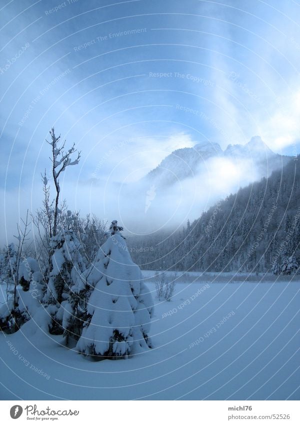 Ein Tännlein stand im Nebel Tourismus Freiheit Winter Schnee Winterurlaub Berge u. Gebirge Natur Landschaft Himmel Wolken Eis Frost Baum Wald Alpen Füssen