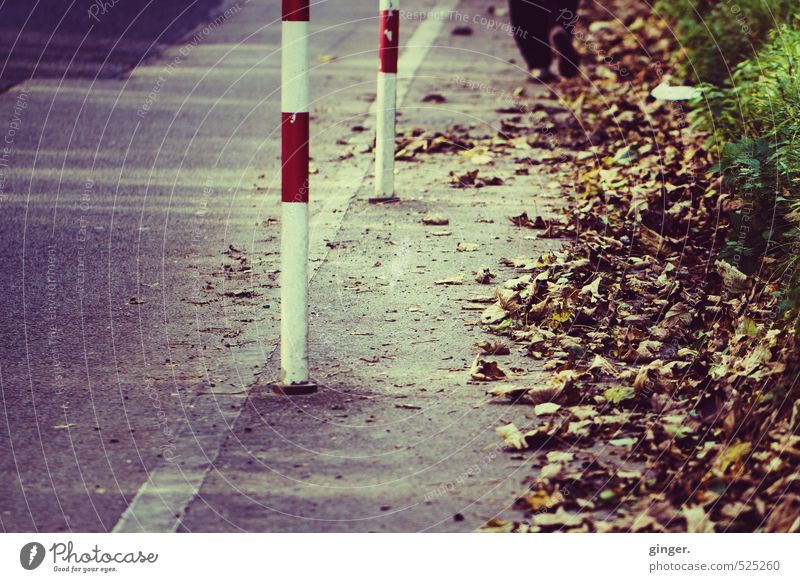 Herbstspaziergang Umwelt Natur gehen Spaziergang Spazierweg Beine laufen Begrenzung Pfosten Herbstlaub herbstlich rot-weiß braun Linie Müll wegwerfen Straße